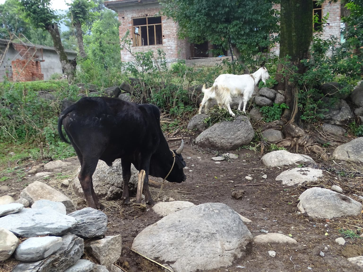 Dharamshala — Himachal Pradesh travel destination